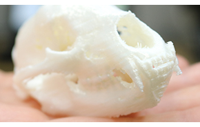 3D printed animal skull